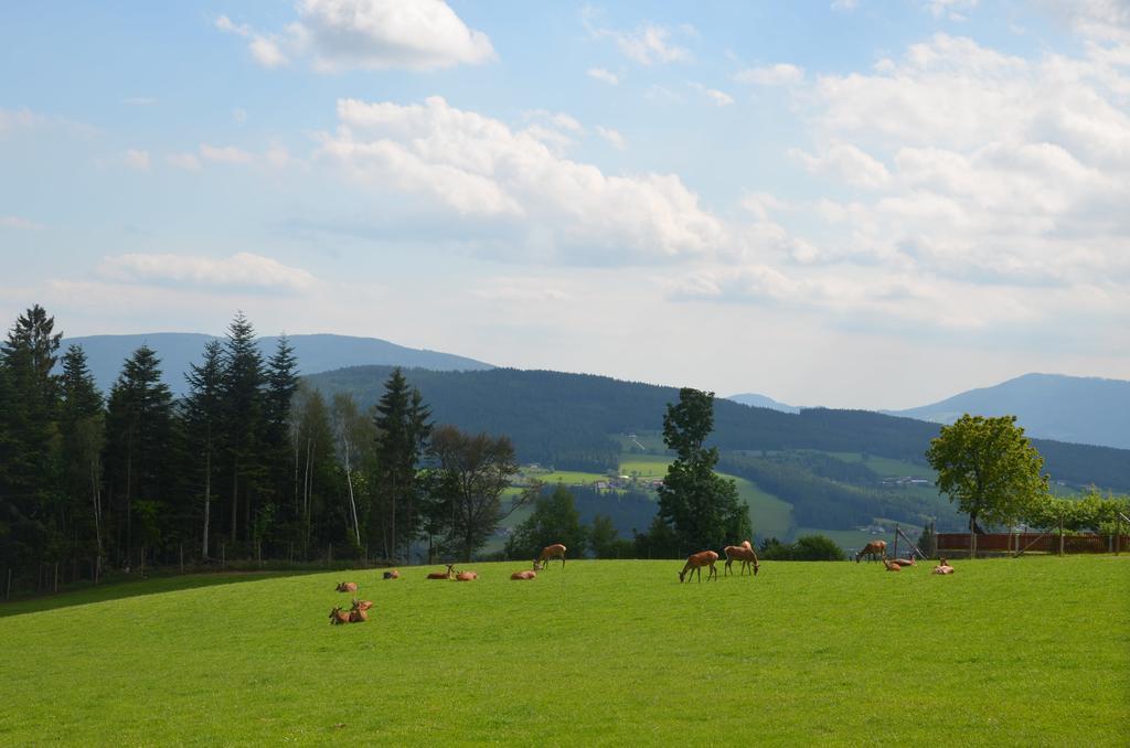 Hotel Wildwiesenhof Miesenbach  Exteriér fotografie