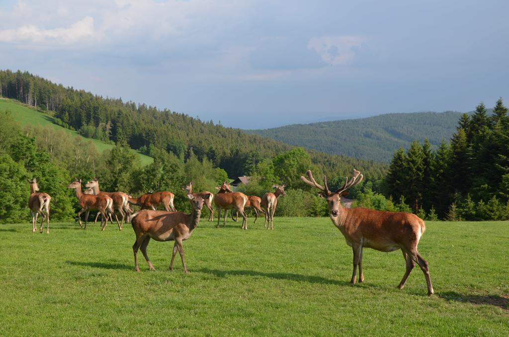 Hotel Wildwiesenhof Miesenbach  Exteriér fotografie